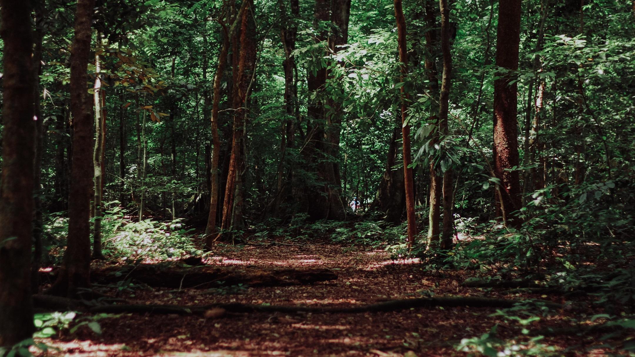 Tree hero image