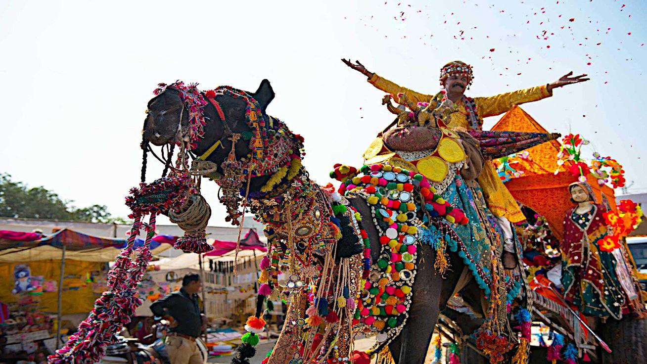 MOT India - Insights - Camel