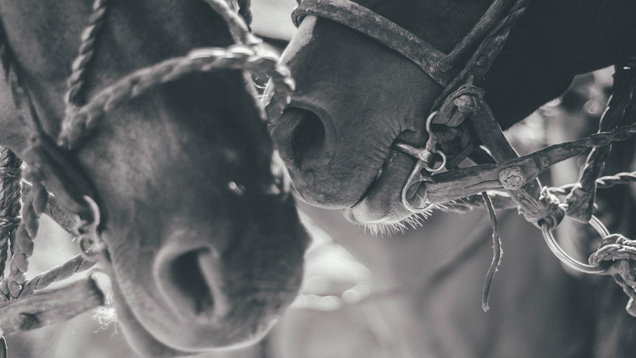 polo horses